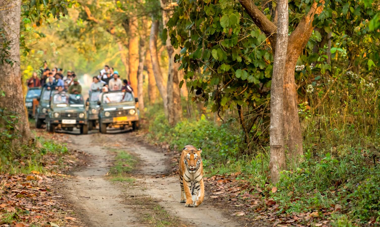 Jim Corbett National Park (50.4 km)